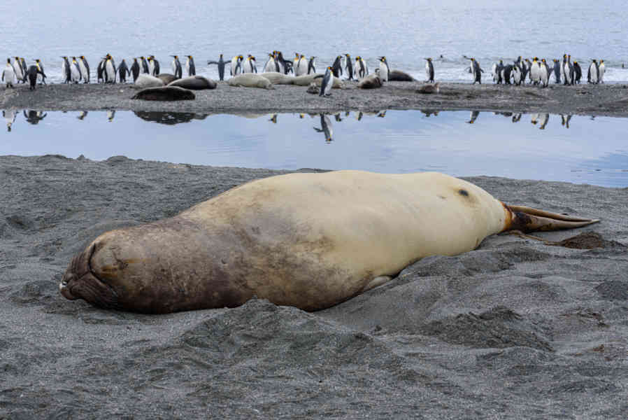 Elefante Marino - islas Georgias del Sur 02.jpg